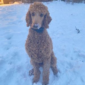 Meet your Posher, Allison